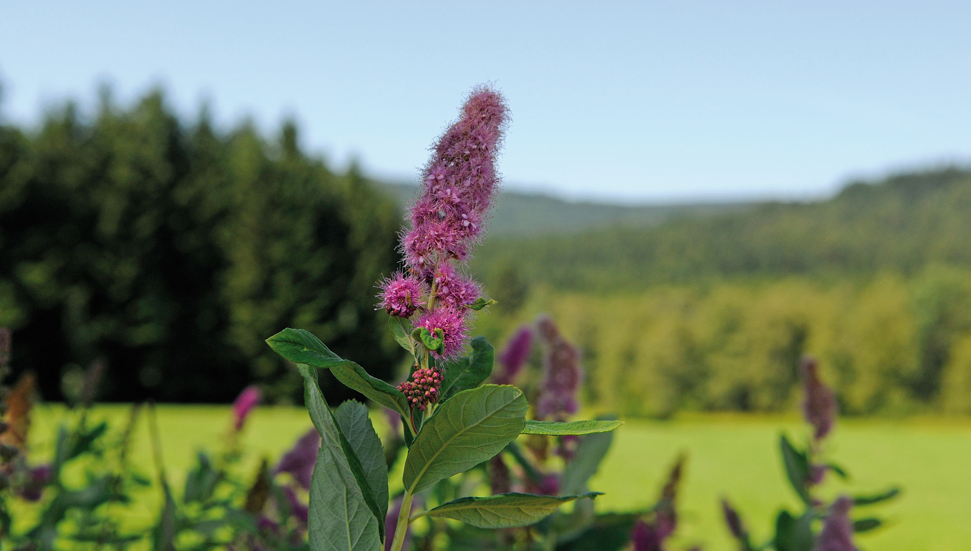 Naturlandschaft im Bayerischen Wald